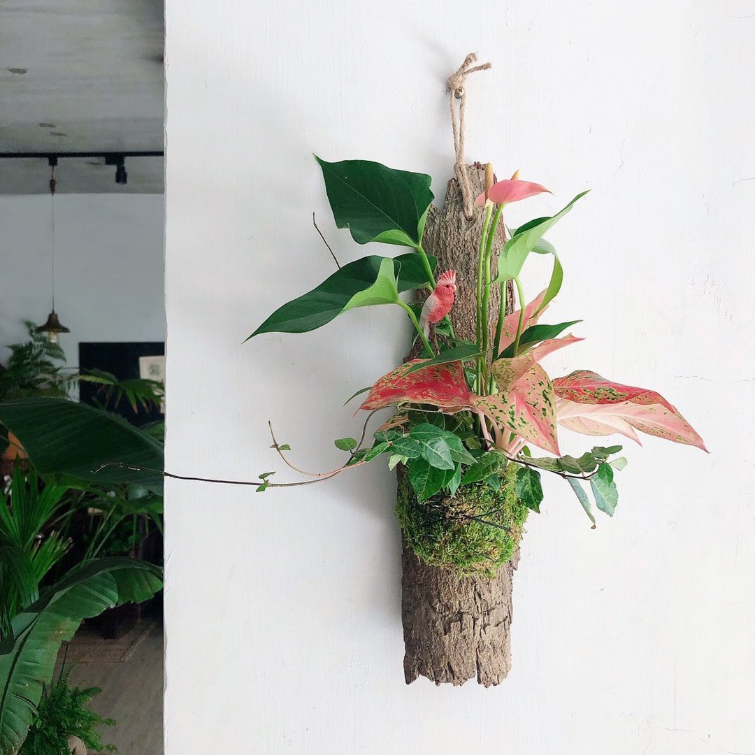 8/31・盛夏・享生活Feng 热带雨林开花植物树木壁挂植栽 - 植栽 - 植物．花 