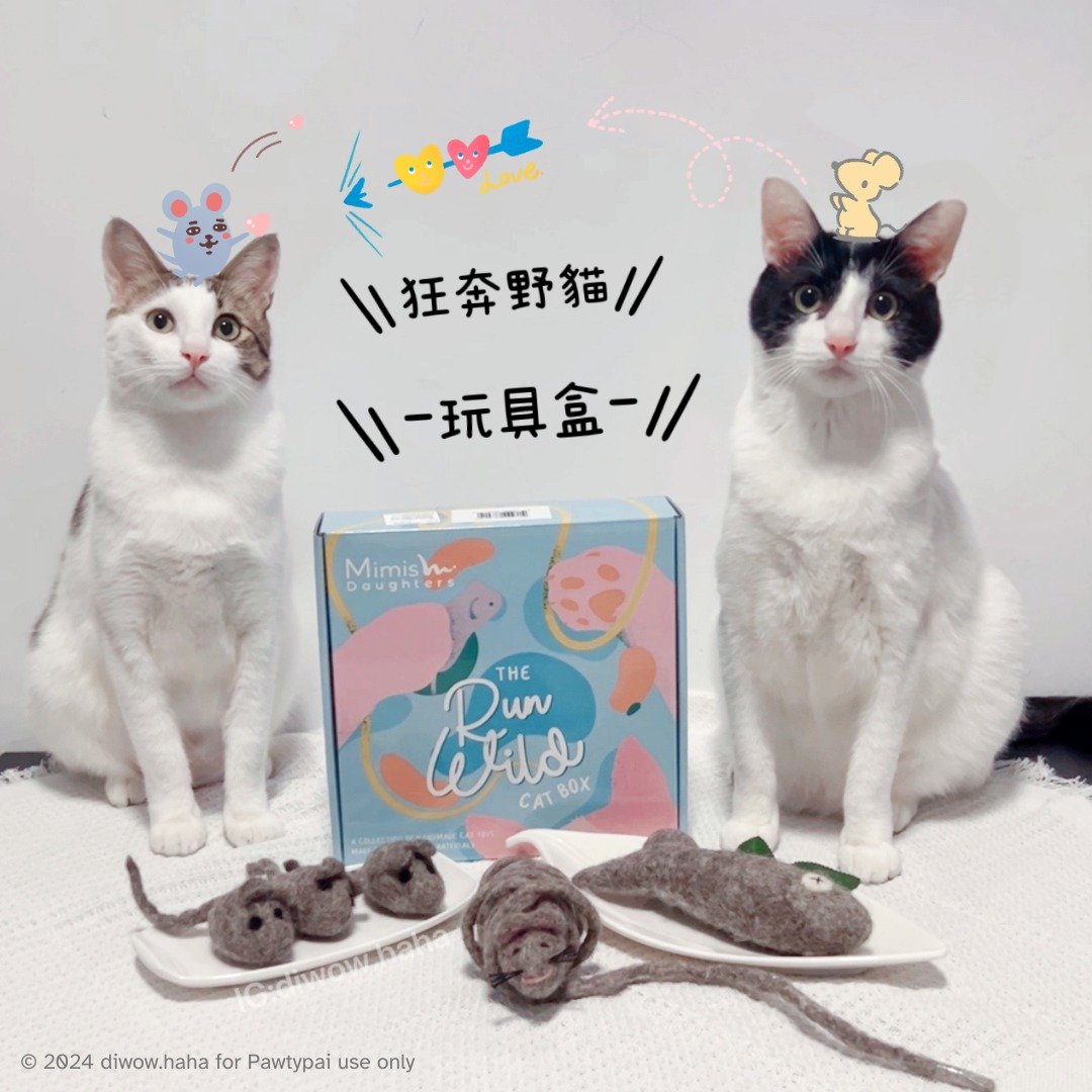 Mimis Daughters -狂奔野猫玩具盒 - 玩具 - 羊毛 多色
