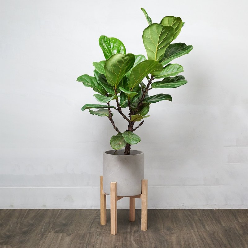 琴叶榕 | 开幕送礼 乔迁 升迁盆栽 绿色植栽 可落地 多种尺寸 - 植栽/盆栽 - 植物．花 绿色