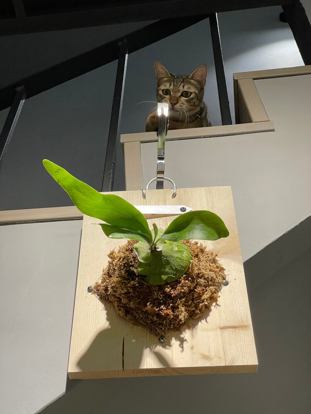 二叉爪哇鹿角蕨 圣诞礼物 乔迁礼 毕业礼物 生日礼物 观叶植物 - 植栽/盆栽 - 其他材质 绿色