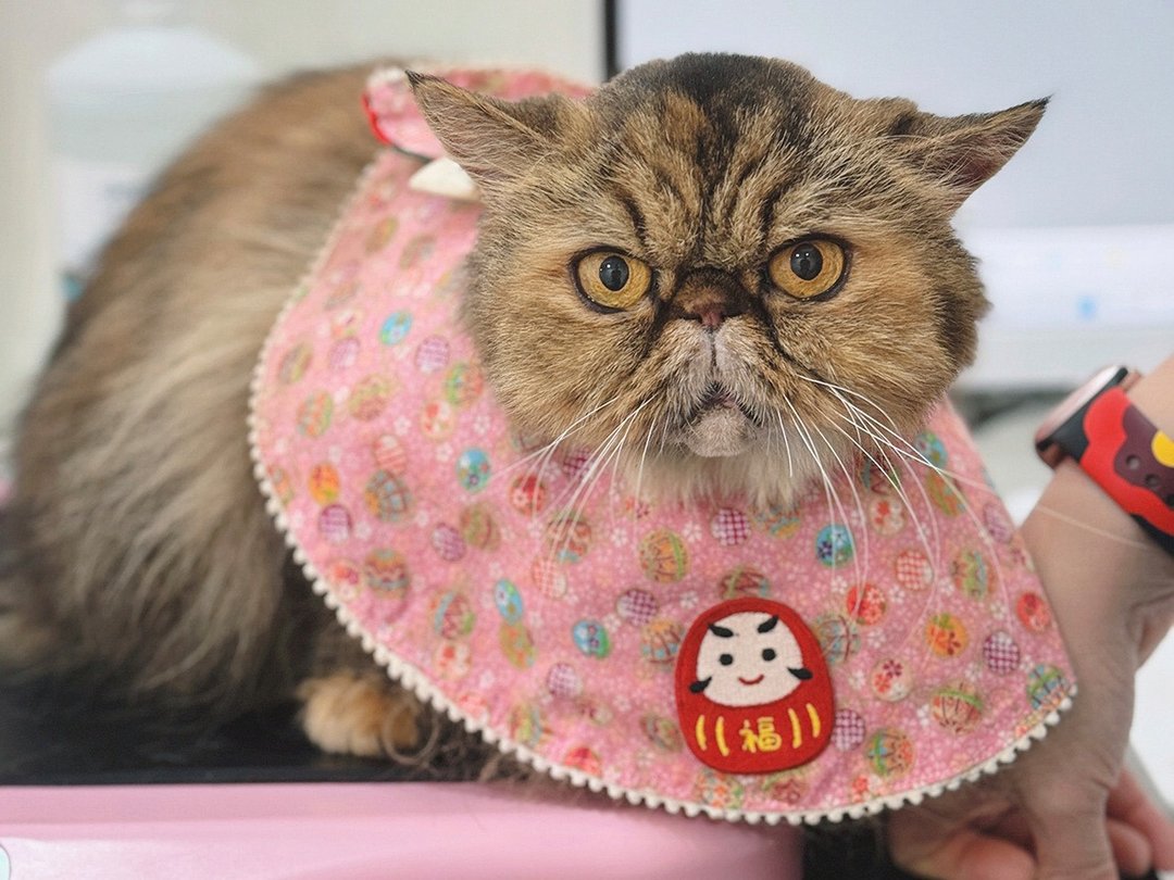 日本金线绣球布料图形口水肩 猫狗项圈 - 衣/帽 - 棉 粉红色