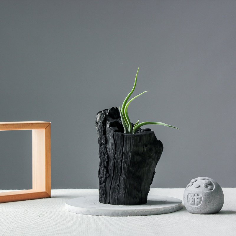 艺术炭盆栽 | 空凤_悠扬  送礼 /居家绿化/净化空气/植栽 - 植栽/盆栽 - 植物．花 绿色