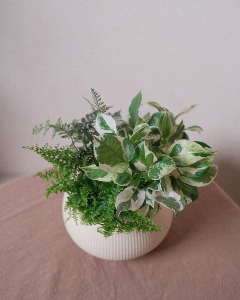 组盆小绿园 - 植栽/盆栽 - 植物．花 