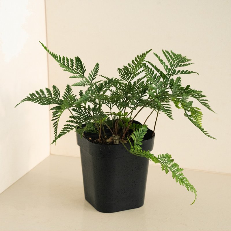 兔脚蕨 - 植栽/盆栽 - 植物．花 