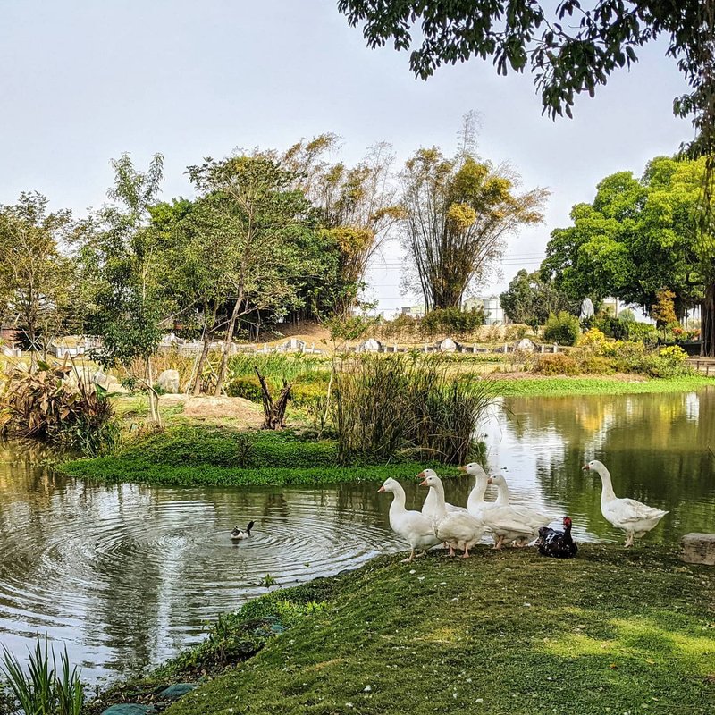 【云林大埤三秀园】怡然清闲体验导览 - 户外/室内活动 - 其他材质 