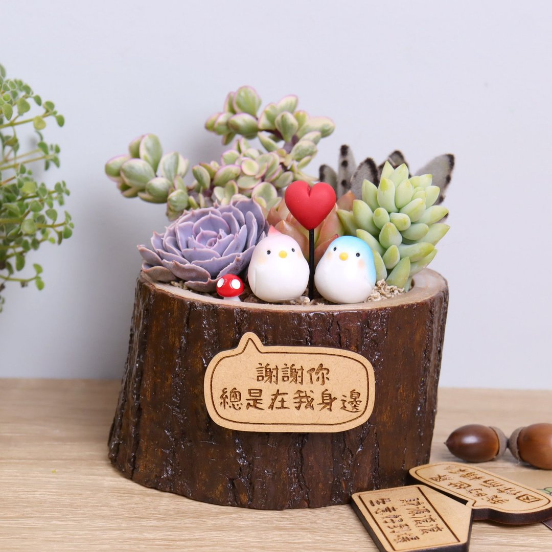 鸟宝宝(附字牌)多肉植物盆栽|生日离职升职儿童情人朋友礼物 - 植栽/盆栽 - 木头 多色