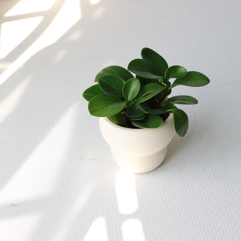植栽 盆栽 l 圆叶椒草 圆叶发财风水树  室内植物 办公室盆栽 - 植栽/盆栽 - 陶 