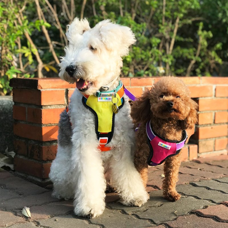 PETRICK 乐乐狗用胸背带 共三种配色 - 项圈/牵绳 - 尼龙 黄色