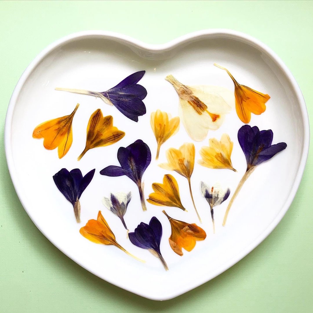 dried pressed flowers for creativity - 植栽 - 植物．花 多色
