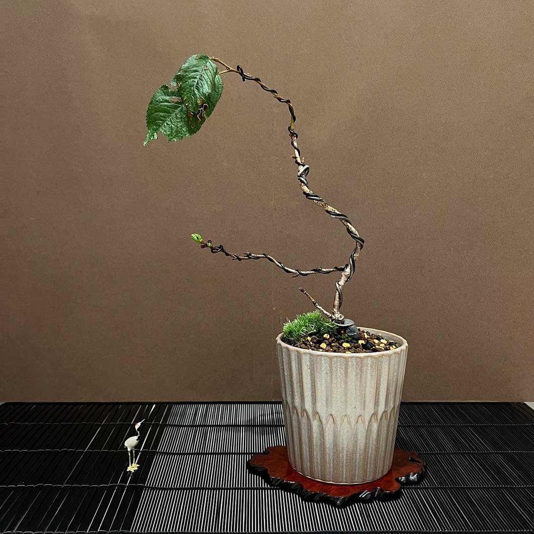 褒奖樱 アーコレード∣稀有中品樱花盆栽 即将开花 - 植栽/盆栽 - 陶 