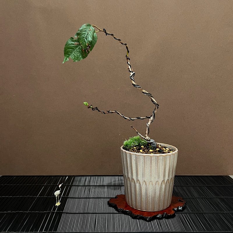褒奖樱 アーコレード∣稀有中品樱花盆栽 即将开花 - 植栽/盆栽 - 陶 