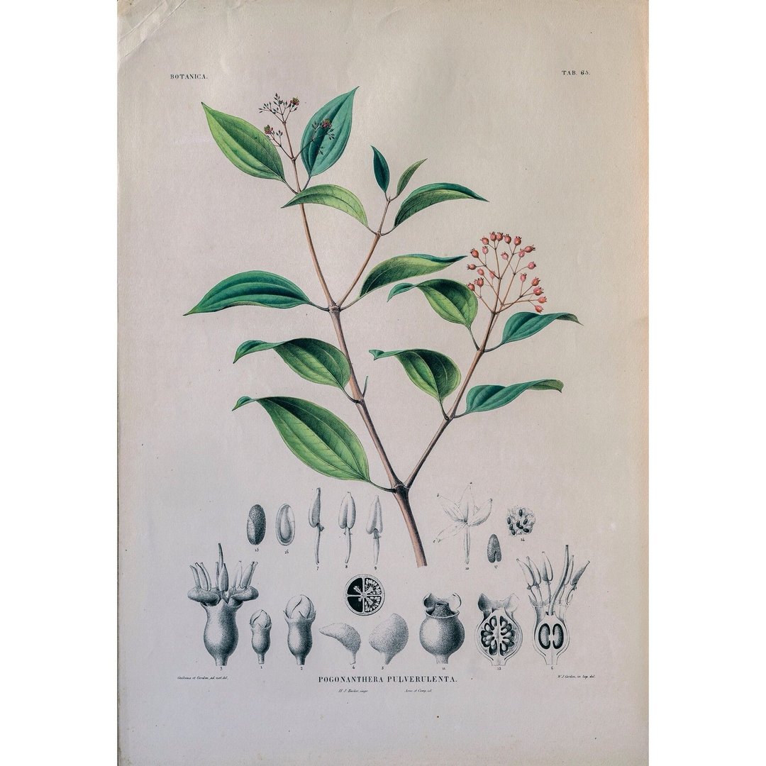 野牡丹科的髯药草属 Pogonanthera Pulverulenta - 植物图鉴-版画 - 海报/装饰画/版画 - 纸 