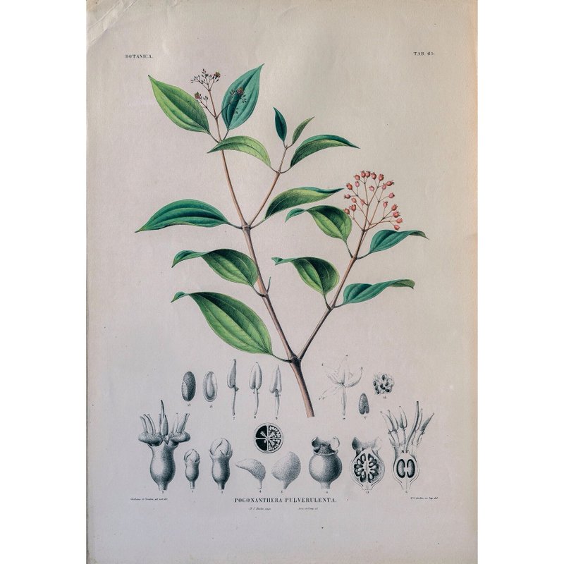 野牡丹科的髯药草属 Pogonanthera Pulverulenta - 植物图鉴-版画 - 海报/装饰画/版画 - 纸 