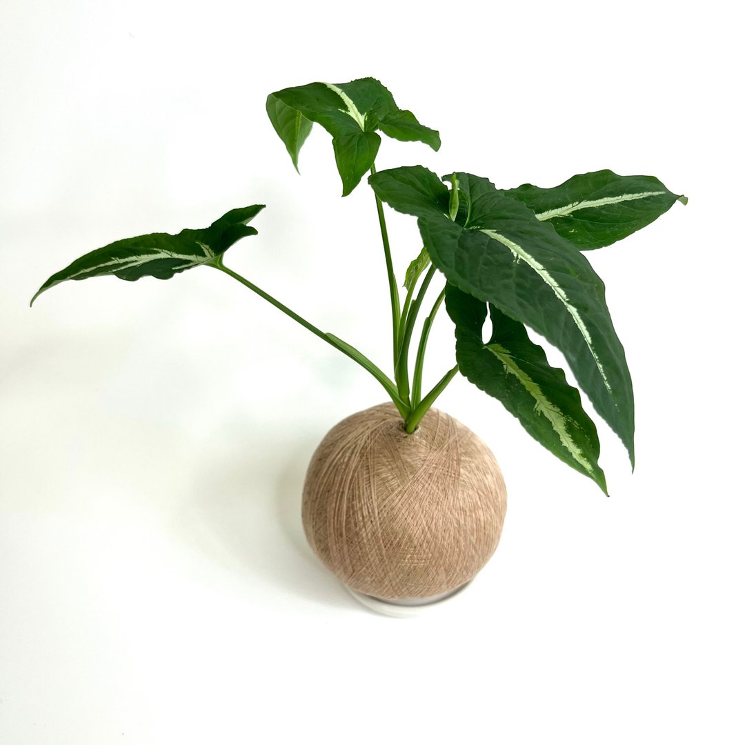 绒叶合果芋 手作植栽苔球 - 植栽/盆栽 - 植物．花 