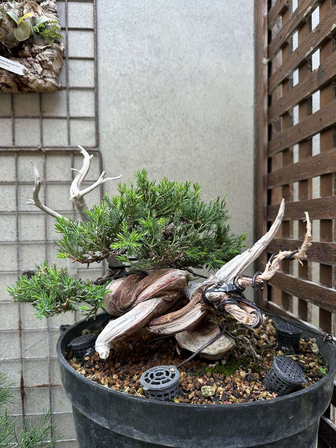 小品盆栽・台湾真柏 - 植栽/盆栽 - 植物．花 