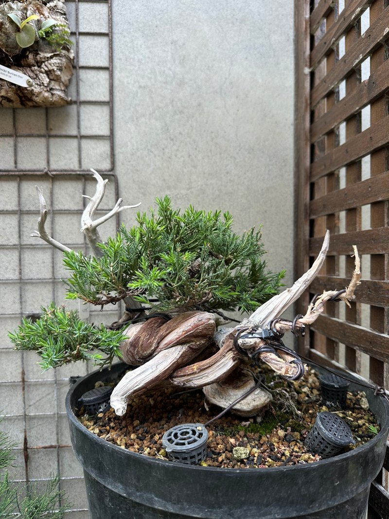 小品盆栽・台湾真柏 - 植栽/盆栽 - 植物．花 