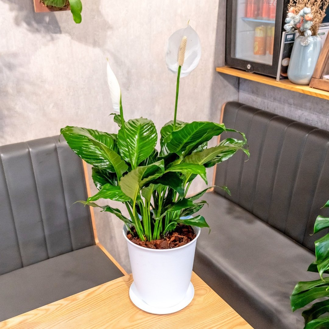 白鹤芋 5寸日式塑陶盆 观叶植物盆栽 - 植栽/盆栽 - 植物．花 