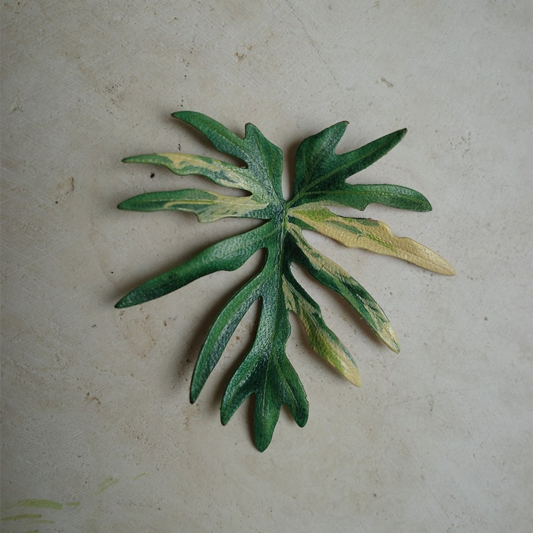 斑叶辐射蔓绿绒 philodendron radiatum variegata - 摆饰 - 真皮 绿色