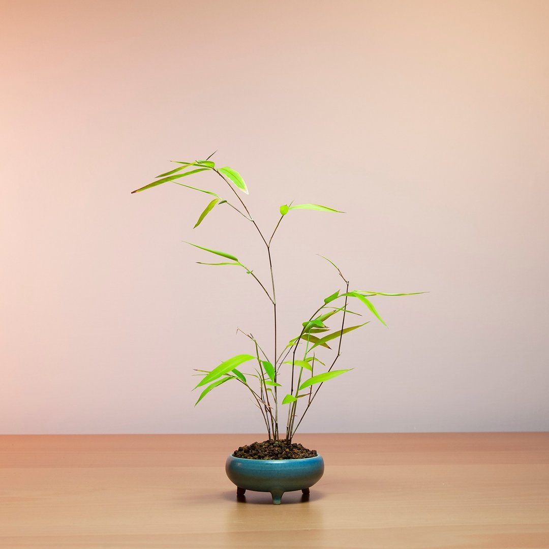 【风水植物】内门竹 小品盆景 绿化空间 盆栽推荐 - 植栽/盆栽 - 植物．花 