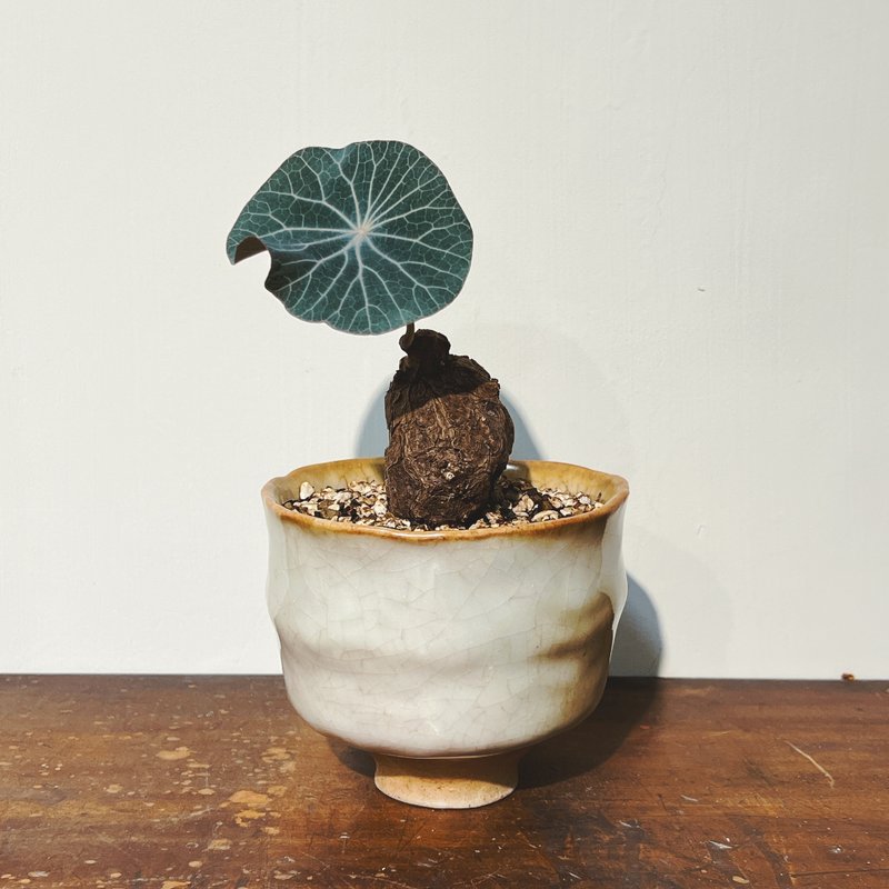 志野茶碗遇见蓝叶山乌龟 - 植栽/盆栽 - 陶 多色