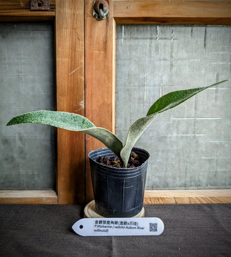 金钢狼鹿角蕨P.Wolverine (Veitchii Auburn River Willinckill) - 植栽/盆栽 - 植物．花 绿色