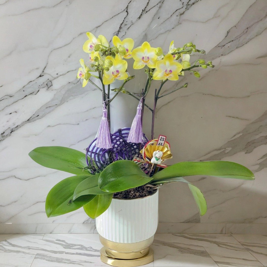 格兰花店 - 小花生蝴蝶兰5棵 GF00174 - 植栽/盆栽 - 植物．花 