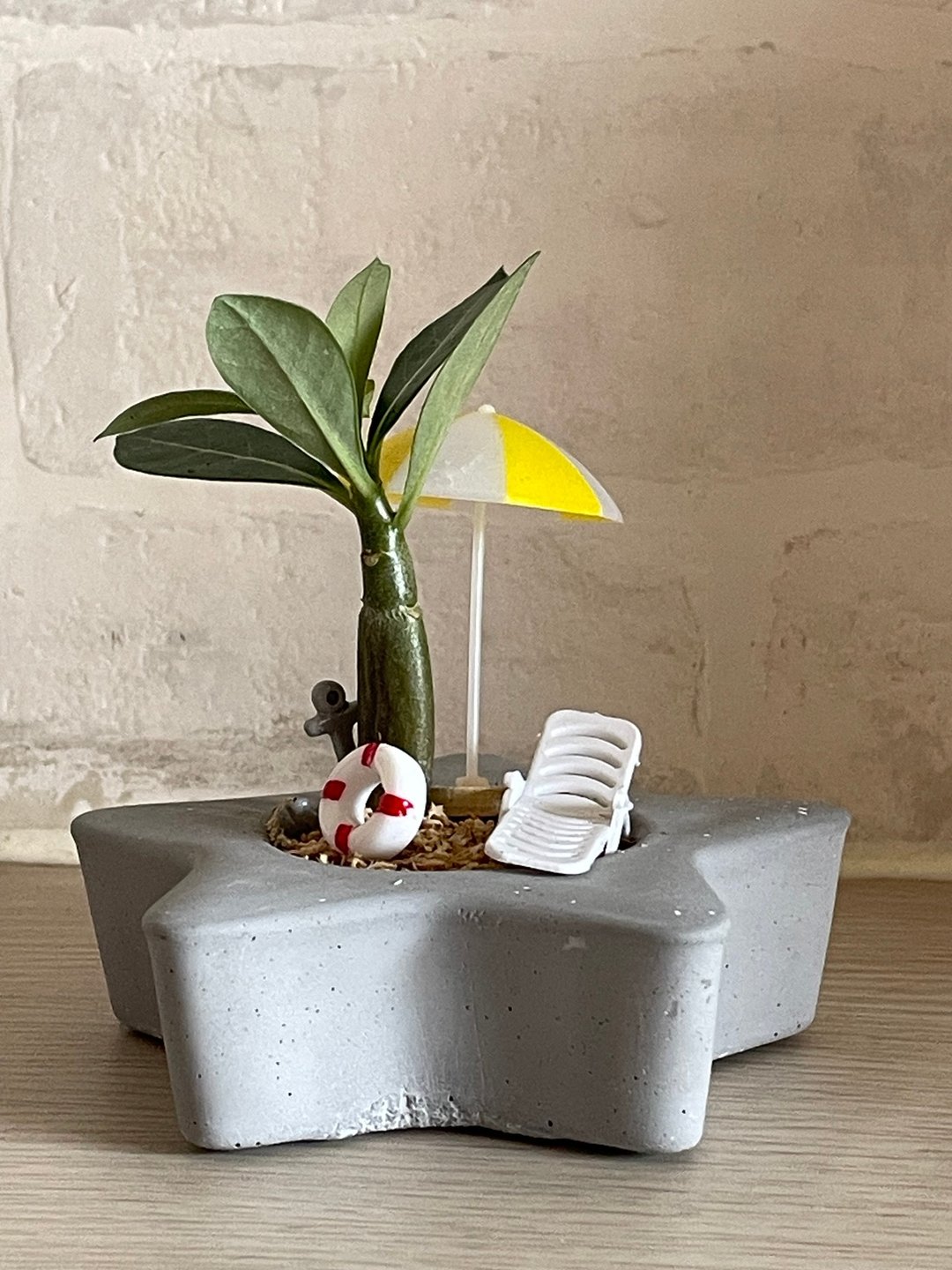 【沙滩一隅】杰森植场JASON/多肉/仙人掌/沙漠玫瑰/送礼/植栽 - 植栽/盆栽 - 植物．花 