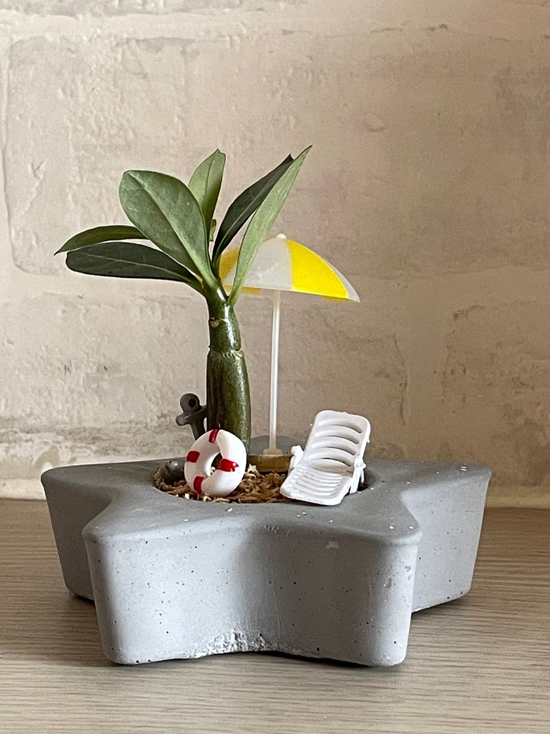 【沙滩一隅】杰森植场JASON/多肉/仙人掌/沙漠玫瑰/送礼/植栽 - 植栽/盆栽 - 植物．花 