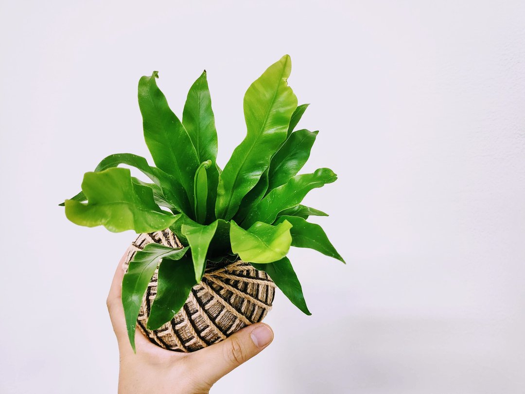 山苏苔球│板植│室内植物│窗边植物│观叶植物 - 植栽/盆栽 - 植物．花 绿色