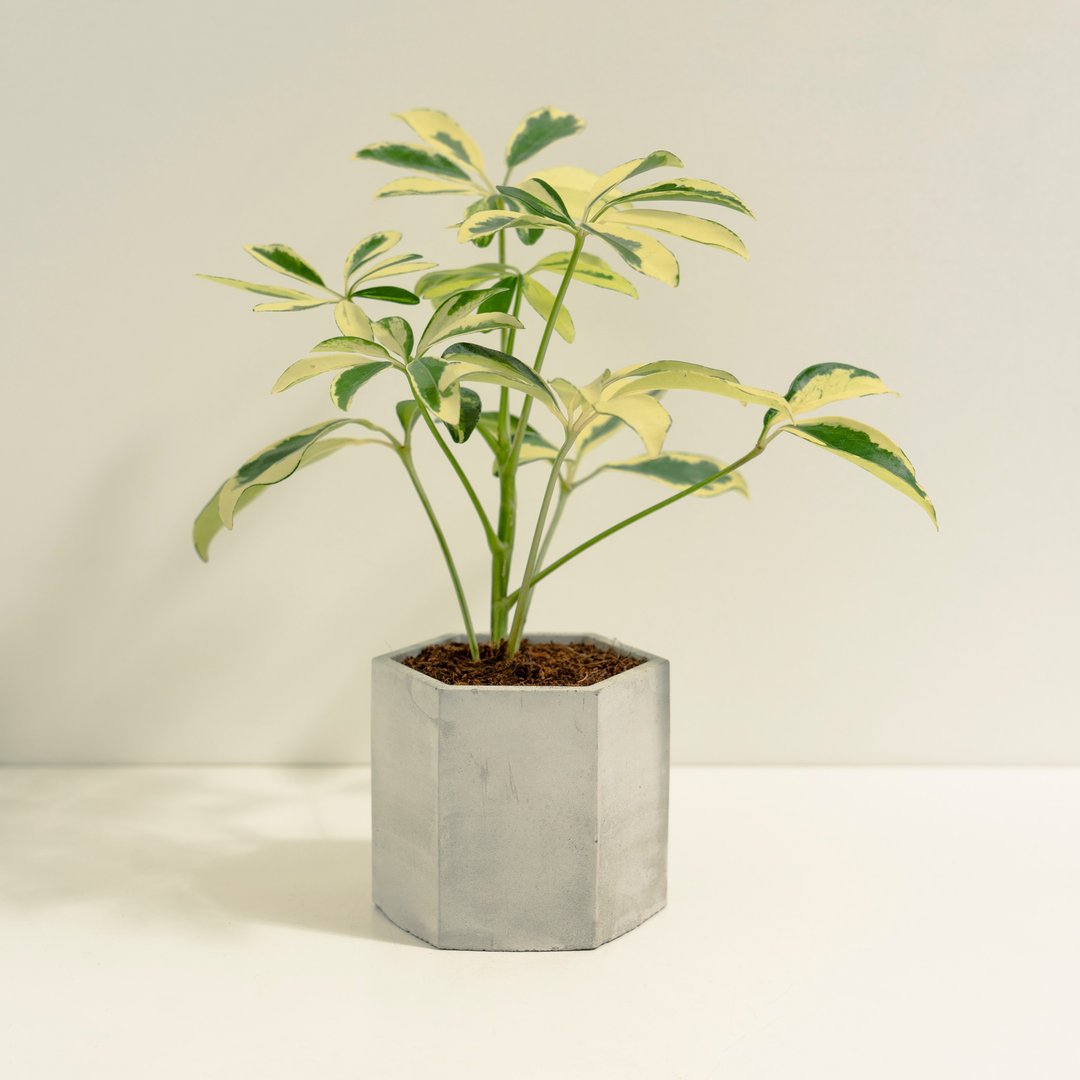 斑叶鹅掌藤│泥作系列│福所栽 - 植栽/盆栽 - 水泥 