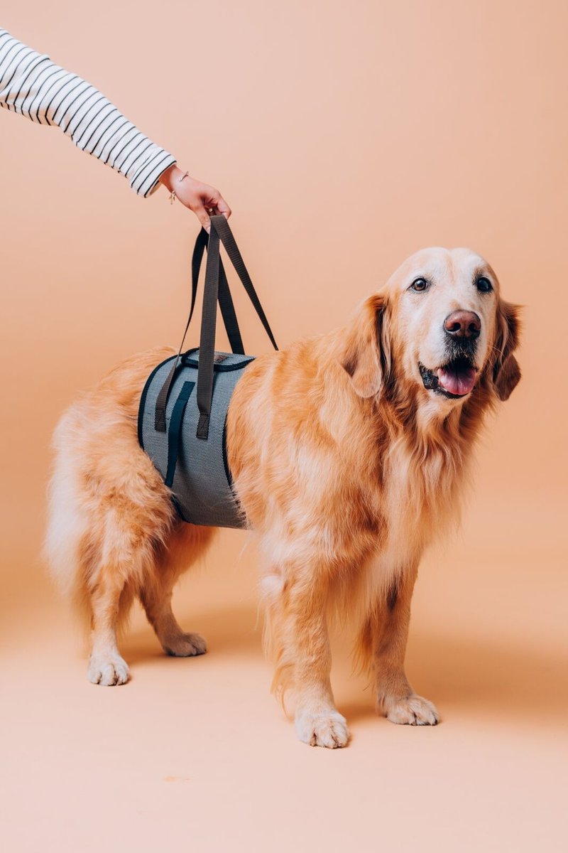 小王子的飞行床 狗狗辅助带(不选色随机出货) 尺寸 长80CM - 其他 - 环保材料 