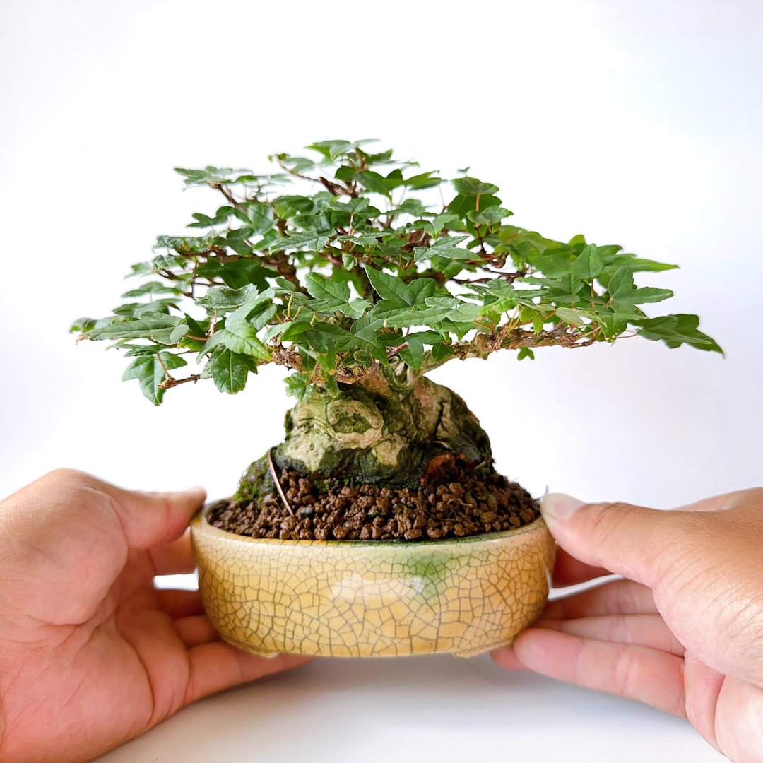 小品盆栽【日本唐枫・トウカエデ】 - 植栽/盆栽 - 植物．花 
