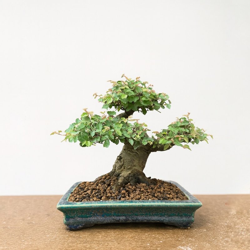 小品盆栽・日本榉 - 植栽/盆栽 - 植物．花 