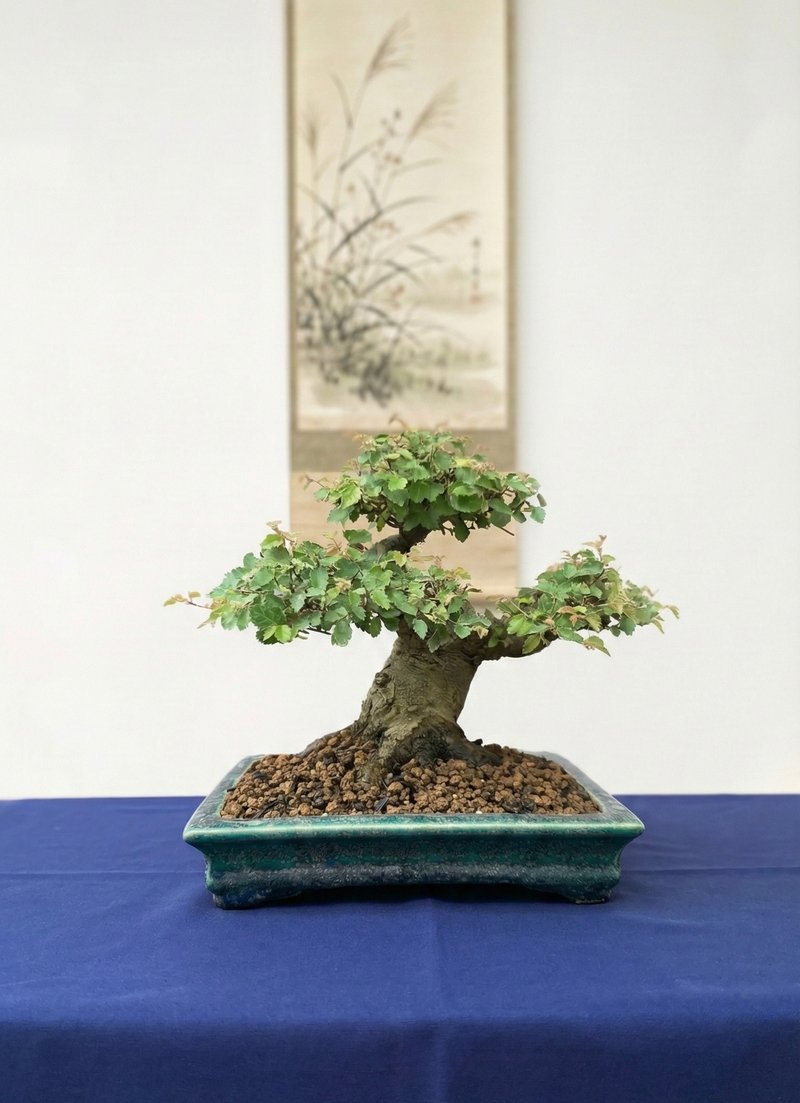 小品盆栽・日本榉 - 植栽/盆栽 - 植物．花 