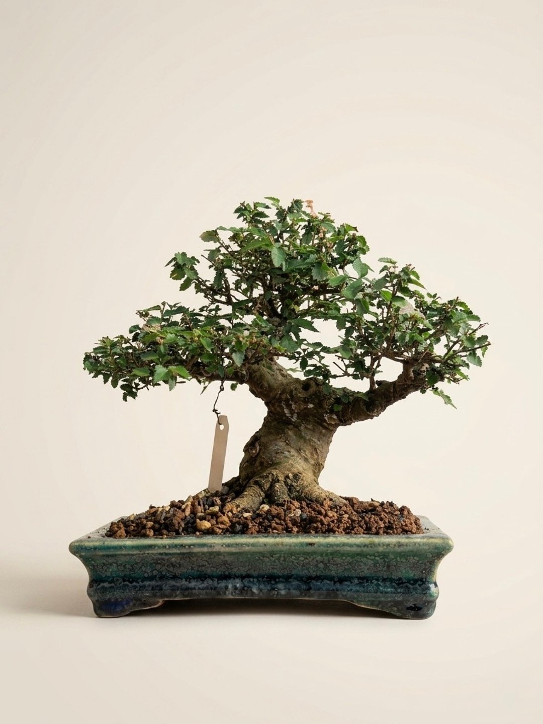 父亲节礼物・送礼推荐・小品盆栽・榆树 - 植栽/盆栽 - 植物．花 