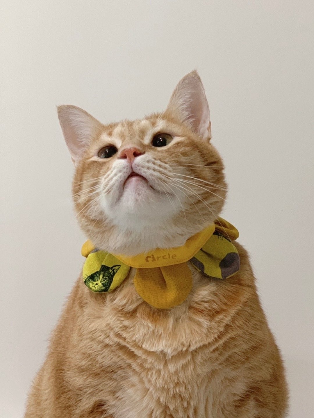 拼花一朵花领巾 -【 星空下的猫 黄 】 - 项圈/牵绳 - 棉 黄色