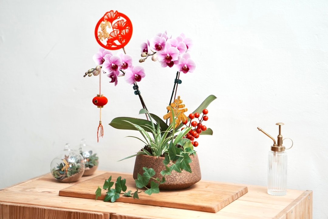 春意盎然－兰花盆景 - 植栽/盆栽 - 植物．花 