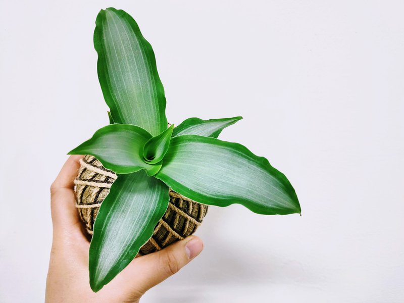 闪耀之心水竹叶苔球│板植│窗边植物│阳台植物│观叶植物 - 植栽/盆栽 - 植物．花 绿色