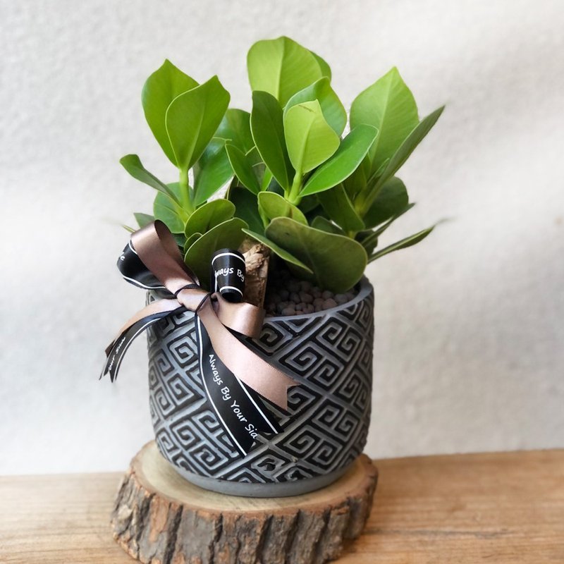 书带木 签名树 聚财树水泥盆 | 居家办公好伙伴 WFH - 植栽/盆栽 - 植物．花 绿色
