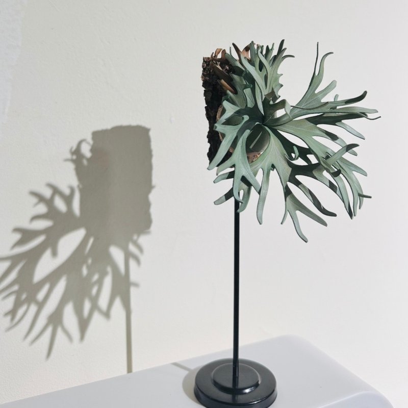 P. white hawk白霍克_皮革鹿角蕨 - 摆饰 - 真皮 