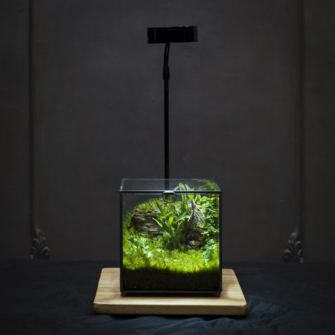 【一人成班】绿次元宝盒微景观 附植物灯 - 植栽 - 植物．花 