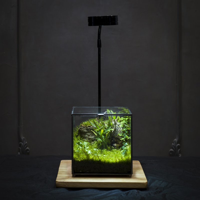 【一人成班】绿次元宝盒微景观 附植物灯 - 植栽 - 植物．花 