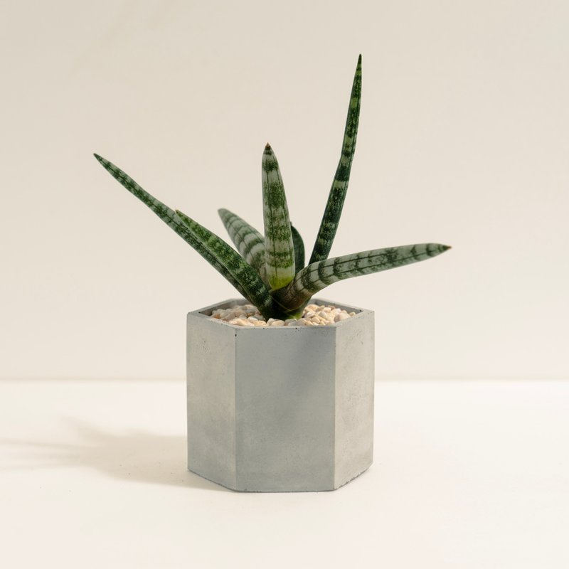 佛手虎尾兰│泥作系列│福所栽 - 植栽/盆栽 - 水泥 多色