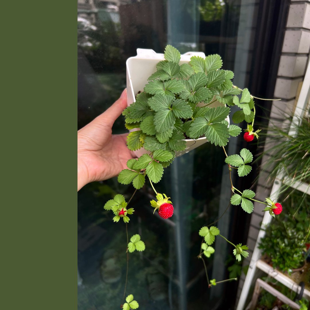 大叶品种蛇莓∣DIY素材 - 植栽 - 其他材质 