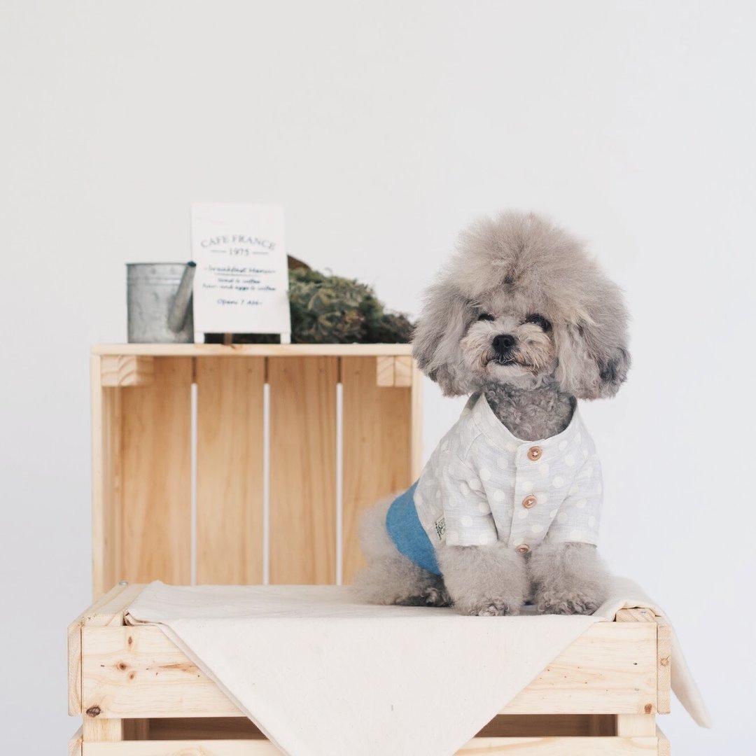 Dog Clothing - Grey White Polka Dot - 衣/帽 - 棉 蓝色