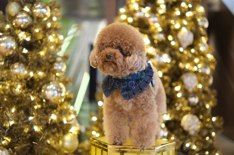 蓝绿格仔樱桃 x 牛仔 小丑cut - 项圈/牵绳 - 棉．麻 