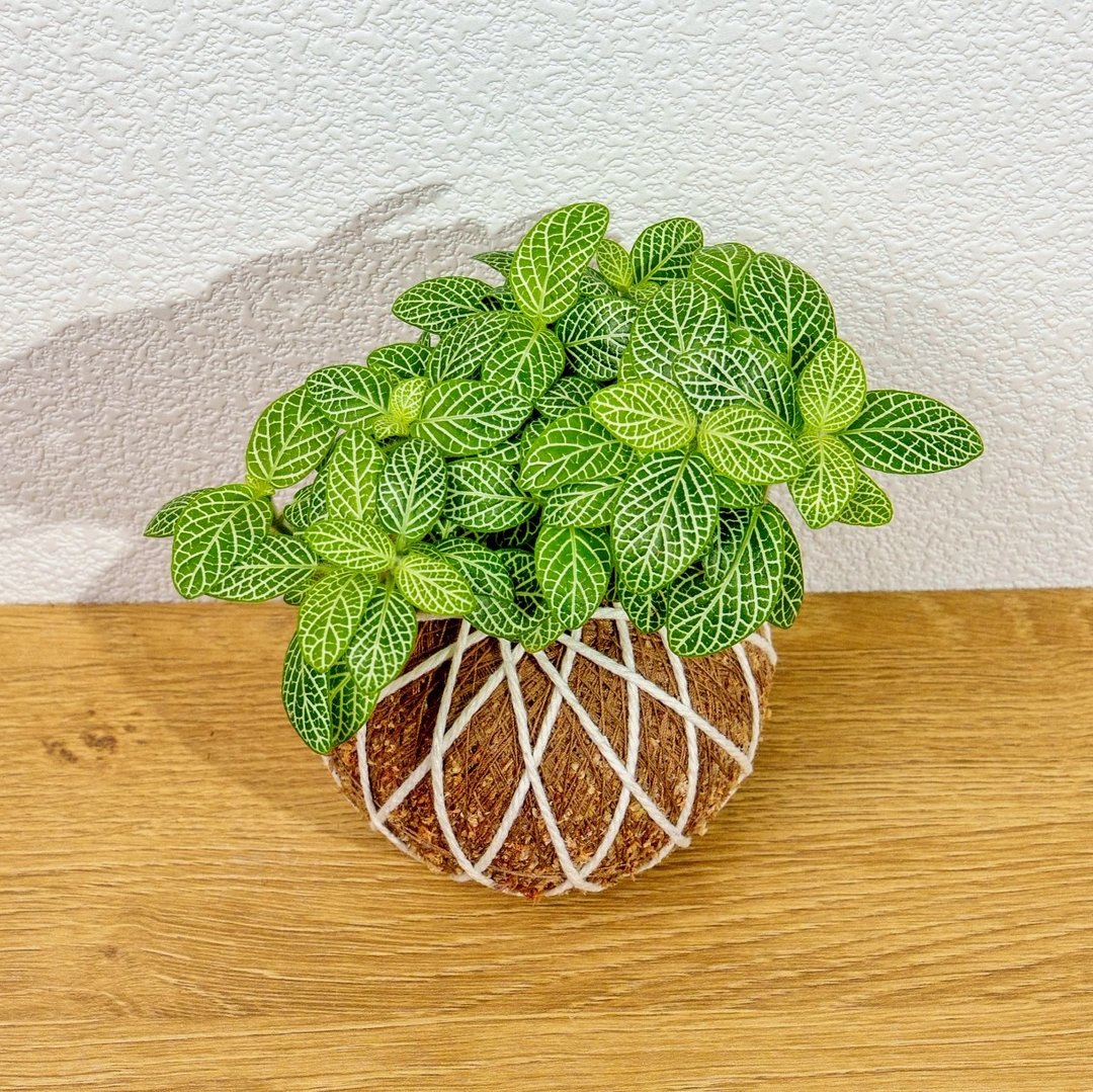 苔球植物 柠檬网纹草苔球 苔玉 礼物 送礼 桌上盆栽 - 植栽/盆栽 - 植物．花 绿色