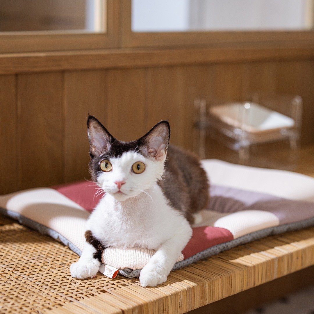 Miqoo 夏日感应式凉风垫 - 床垫/笼子 - 尼龙 