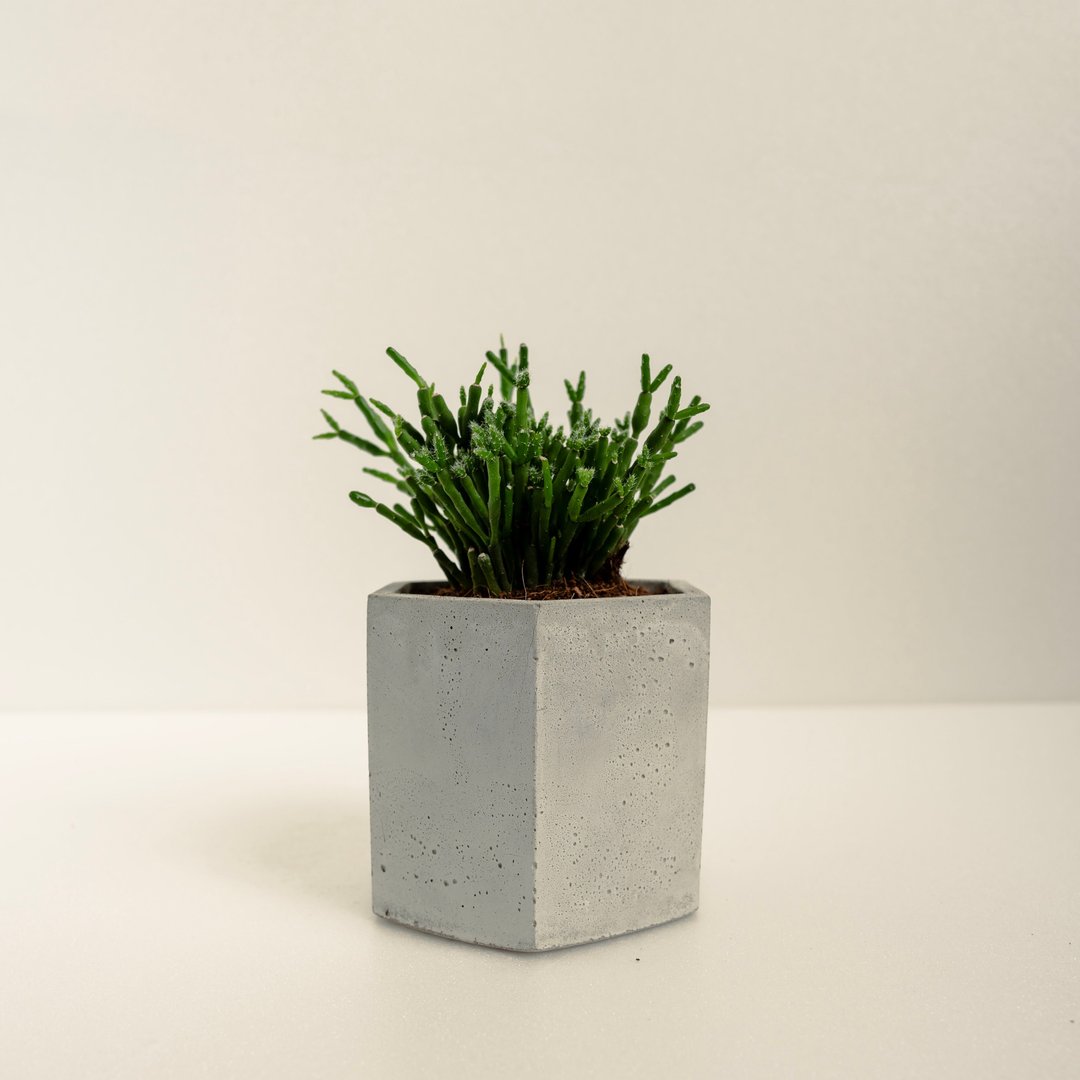 猿恋苇 │泥作系列│福所栽 - 植栽/盆栽 - 水泥 绿色