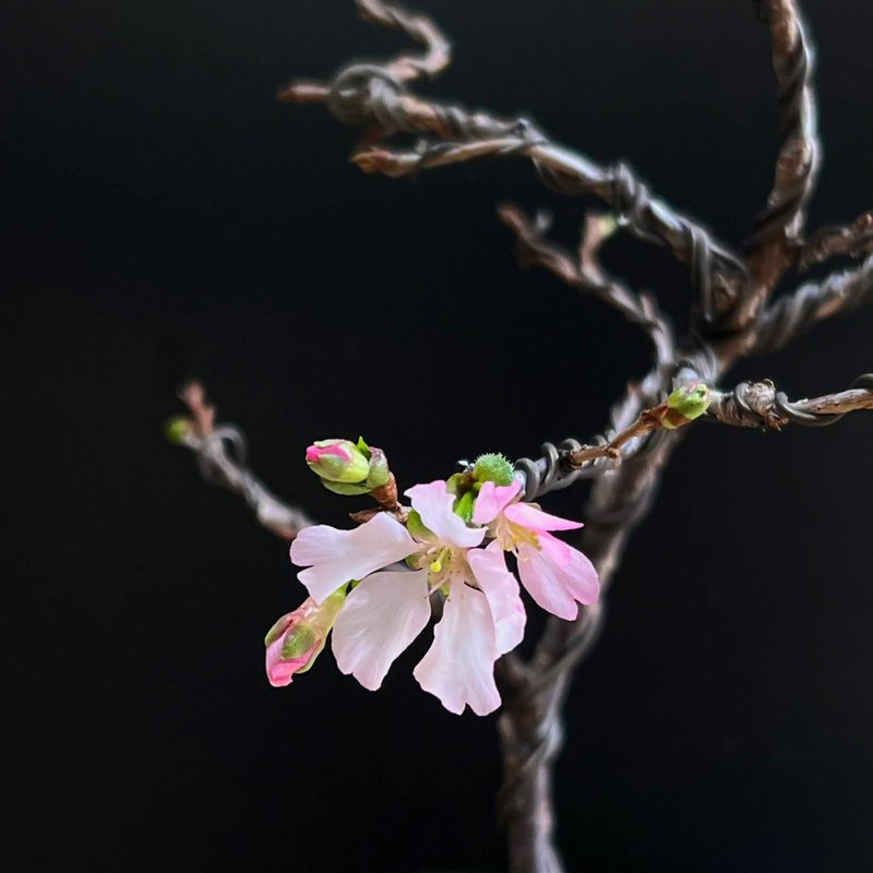 阿龟樱オカメ∣原株樱花盆栽 - 植栽/盆栽 - 陶 